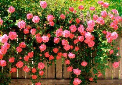 Роза не цветет – как правильно ухаживать за розами, чтобы было больше бутонов - apostrophe.ua - Украина - Англия