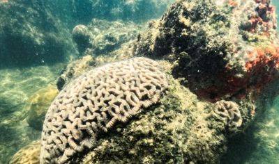Ученые: изменение климата разрушает коралловые рифы - obzor.lt - шт.Флорида