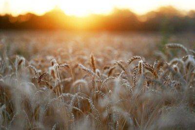 Пошлина на экспорт российской пшеницы снизится с 26 июля - smartmoney.one - Москва - Россия - Reuters