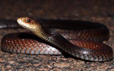 Гарри Поттер - В Австралии найден новый вид змей - korrespondent.net - Украина - Австралия