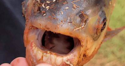 Охота на паку: в США мальчик поймал странную рыбу с "человеческими зубами" (фото) - focus.ua - США - Украина - штат Оклахома
