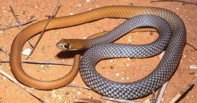 На одну опасность больше: в Австралии обнаружили новый вид ядовитых и очень быстрых змей (фото) - focus.ua - Украина - Австралия