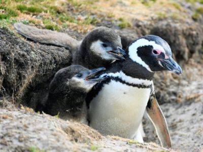 Около 2000 пингвинов нашли мертвыми на побережье Уругвая - unn.com.ua - Украина - Киев - Бразилия - Шотландия - Уругвай - Монтевидео