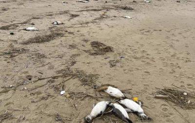 Около двух тысяч мертвых пингвинов обнаружили на побережье Уругвая - korrespondent.net - Украина - Франция - Бразилия - Антарктида - Уругвай - Монтевидео - Экология