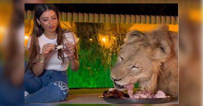 Лев - Ни капли страха: женщина поела из одной тарелки со львом (видео) - focus.ua - Украина - Эмираты