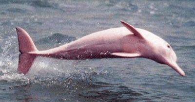 "Никогда не видел ничего подобного": рыбак заметил редчайших розовых дельфинов (видео) - focus.ua - США - Украина - штат Луизиана