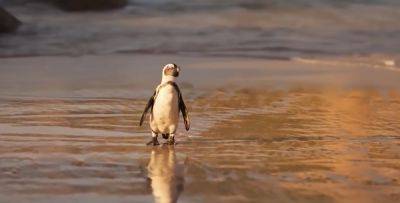 Это недобрый знак: на одно из известных южных побережий выбросило сразу тысячи пингвинов - hyser.com.ua - Украина - Франция - Бразилия - Аргентина - Уругвай - Экология
