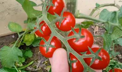 Урожай будет завидней, чем у соседей: как нужно подкормить помидоры в конце июля - ukrainianwall.com - Украина