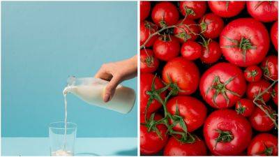 Как увеличить урожай помидоров с помощью молока – полезные советы дачникам - apostrophe.ua - Украина