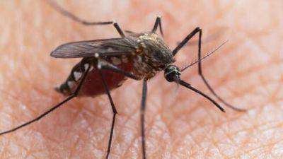 Врачи бьют тревогу: Израилю угрожает вспышка лихорадки денге - vesty.co.il - Израиль - Египет - Таиланд - Экология