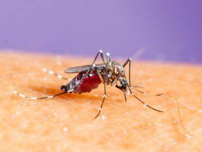 ВОЗ предупредил об угрозе пандемии лихорадки денге, в зоне риска – половина мира - gordonua.com - Украина - Боливия - Парагвай