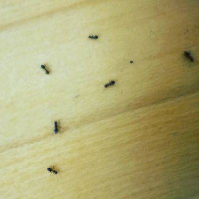 Нашествий больше не будет: как быстро избавиться от муравьев в доме - ukrainianwall.com - Украина