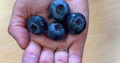 Голубика для Гулливера. Ученые разрабатывают новый сорт ягод — каждая в 3 раза больше обычной - focus.ua - Украина - Англия - Шотландия