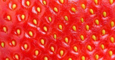 Изгой в мире природы. Ученые уверяют, что клубника вовсе не ягода, а белые точки на ней — не семена - focus.ua - Украина