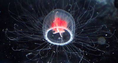 Ученые обнаружили медузу, которая способна «стареть» в обратном направлении и жить вечно - cxid.info - Италия