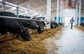 На ферме в Оршанском районе бык убил животновода - charter97.org - Белоруссия