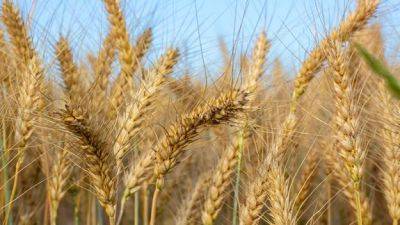 Цены на пшеницу выросли до пятимесячного максимума - minfin.com.ua - Украина - Одесса - Черноморск