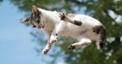 У них есть свой секрет. Ученые рассказали, почему кошки всегда приземляются на лапы - focus.ua - США - Украина