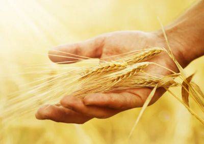 Что будет с ценами на зерно — прогноз МВФ - minfin.com.ua - Украина - Одесса - Черноморск
