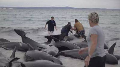 Австралия: десятки китообразных погибли на мелководье - ru.euronews.com - Австралия