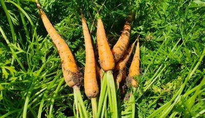 Заставим овощ созреть правильно: как предотвратить озеленение моркови на грядке - ukrainianwall.com - Украина
