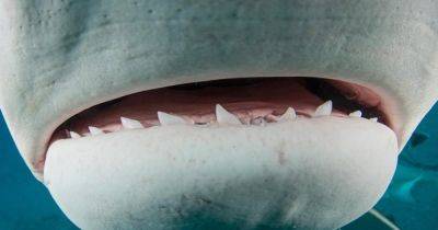 Носят во рту конвейерную ленту: почему акулы теряют тысячи зубов и как они остаются острыми - focus.ua - Украина