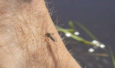 Как проявляется аллергия на укус комара: не упустите из виду самое важное - ukrainianwall.com - Украина