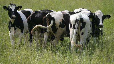 Италия: коровы страдают от жары и дают меньше молока - ru.euronews.com - Италия