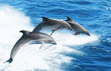 Ученые рассказали, смогут ли касатки и дельфины когда-нибудь жить на суше - charter97.org - Белоруссия