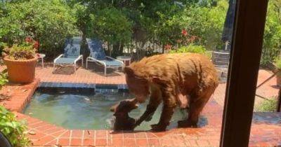 Жара 40 градусов: медведица с медвежонком искупались в бассейне женщины (видео) - focus.ua - США - Украина - шт. Калифорния