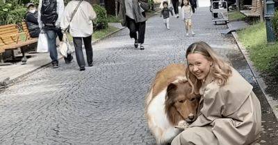 "Давняя мечта": японец надел костюм собаки и на четвереньках знакомится с людьми (фото, видео) - focus.ua - Украина - Япония