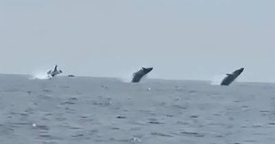 Бывает раз в жизни: в Атлантике три горбатых кита одновременно выпрыгнули из воды (видео) - focus.ua - США - Украина - шт. Массачусетс - штат Нью-Гэмпшир