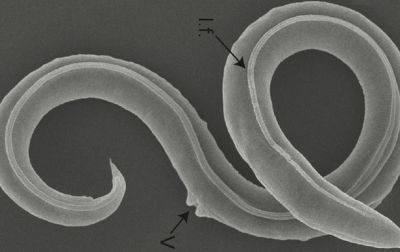 Ученым удалось оживить червей, которым 46 тысяч лет - korrespondent.net - Украина