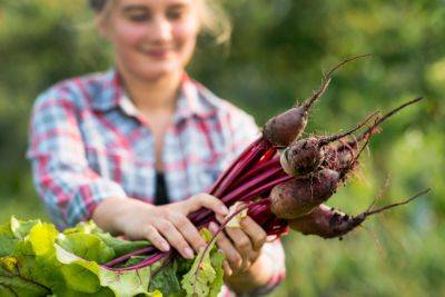 Как вырастить сладкую свеклу – секреты опытных садоводов - apostrophe.ua - Украина