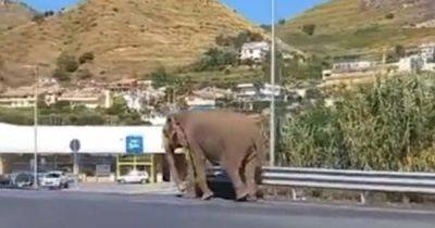 В Италии слон сбежал из цирка и "сходил в супермаркет" (видео) - focus.ua - Украина - Италия - Берлин - Индонезия