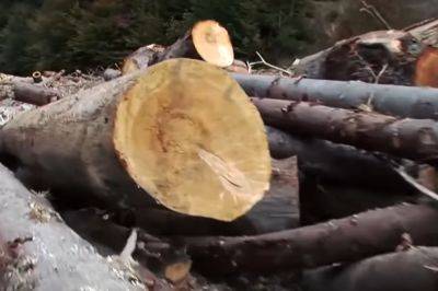 Госэкоинспекция: Почти 15 млн грн ущерб причинен окружающей среде незаконной порубкой деревьев на Коростенщине - politeka.net - Украина - район Коростенский