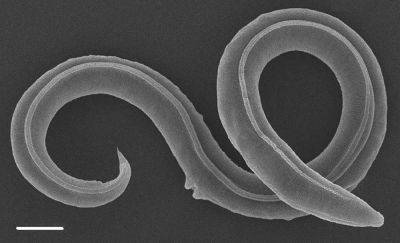 Ученые оживили червя, пролежавшего в вечной мерзлоте 46 тысяч лет - planetanovosti.com - Германия