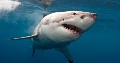 "Трясется как при землетрясении": грозная акула-бык 8 раз атаковала рыбацкое судно (видео) - focus.ua - США - Украина - шт.Флорида