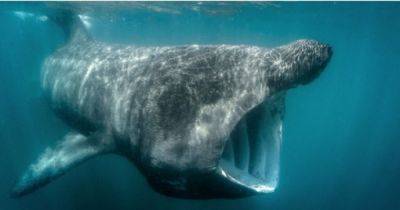 Вторая по размерам акула в мире не такая, как предполагалось: ученые не могут этого объяснить (фото) - focus.ua - Украина - Ирландия