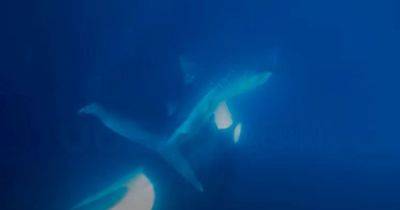Очень редкие кадры: косатка разорвала на части китовую акулу и съела ее печень (видео) - focus.ua - США - Украина - Мексика