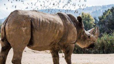 В Израиле умер носорог Шалом, родившийся в день заключения мира Израиля с Египтом - vesty.co.il - Израиль - Египет - Иерусалим