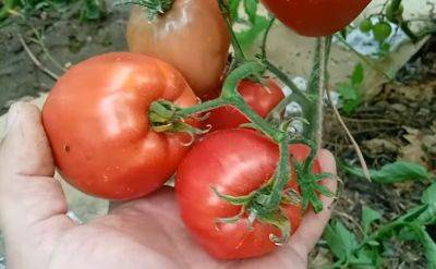 Будто только что с грядки: 4 способа заморозки помидоров на зиму. Обязательно попробуйте - hyser.com.ua - Украина