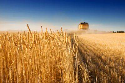 Денис Марчук - Мировые цены на зерно вырастут на 15% из-за остановки «зерновой сделки» - minfin.com.ua - Украина - Турция
