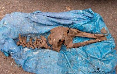 В Шотландии нашли кости дельфина возрастом восемь тысяч лет - korrespondent.net - Украина - Шотландия