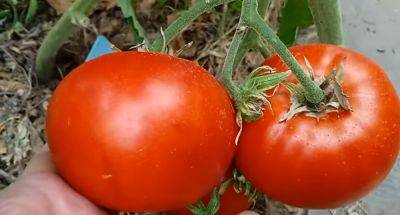 Это поможет вам взрастить отличный урожай на следующий год: как собрать и высушить семена помидоров - ukrainianwall.com - Украина