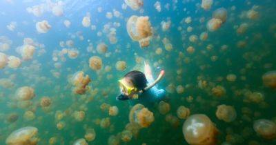 Желейный суп. Необитаемый остров в Тихом океане скрывает озеро с миллионами уникальных медуз - focus.ua - Украина - Палау
