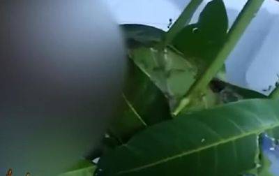 В Таиланде мужчина засунул в муравьиное гнездо пенис, чтобы увеличить его - korrespondent.net - США - Украина - Таиланд