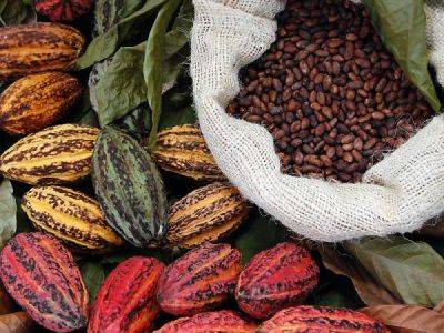 Фьючерсы на какао-бобы обогнали по доходности индекс NASDAQ Composite - minfin.com.ua - Украина - Лондон - Гана - Кот Дивуар