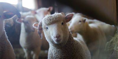 Украина отныне может экспортировать сельскохозяйственных животных в Ливан - biz.nv.ua - Украина - Канада - Ливан