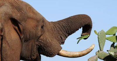 Настоящие гурманы. Ученые выяснили, что слоны, как и люди, ненавидят есть одно и то же - focus.ua - США - Украина - Кения